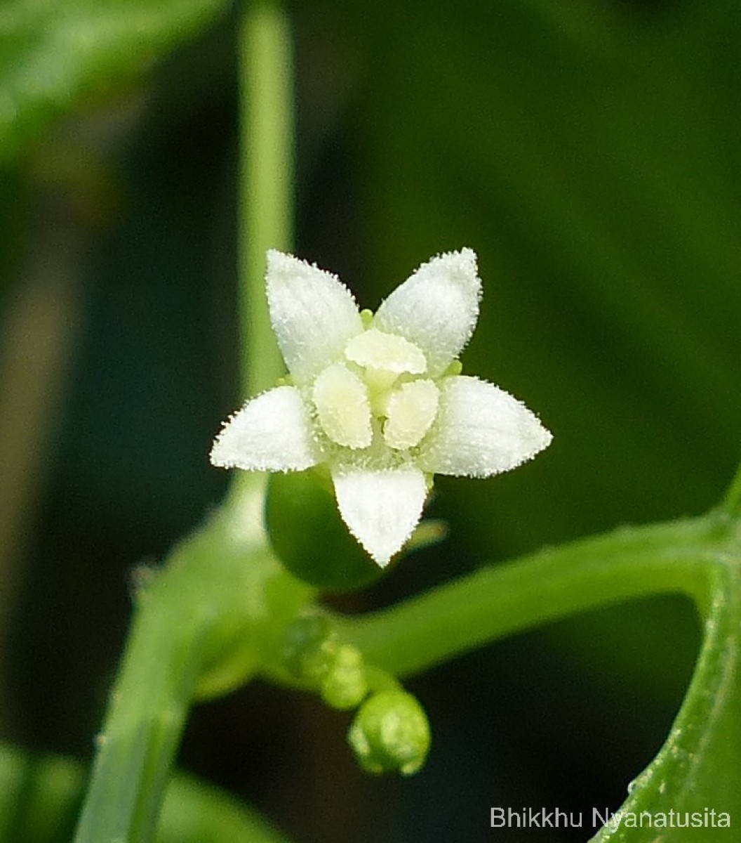 Zehneria bodinieri (H.Lév.) W.J.de Wilde & Duyfjes
